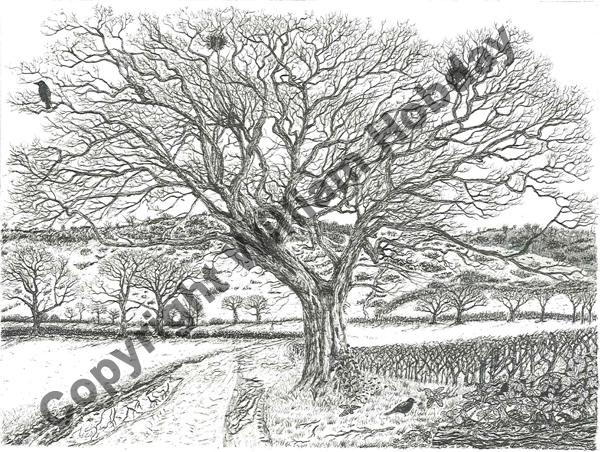 Downs View with Oak Tree